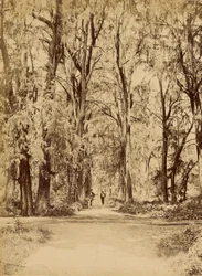 Mexique. Bosquet de Chapultepec, près de Mexico