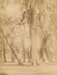 Mexique. Bosquet de Chapultepec, près de Mexico