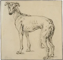 Lévrier