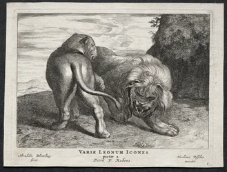 Divers lions
