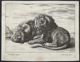 Divers lions