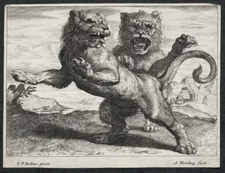Divers lions