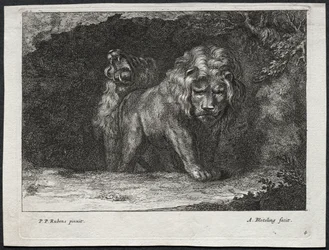 Divers lions
