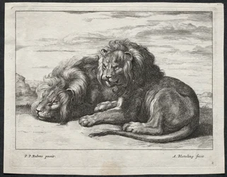 Divers lions