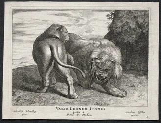 Divers lions