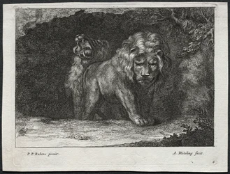 Divers lions