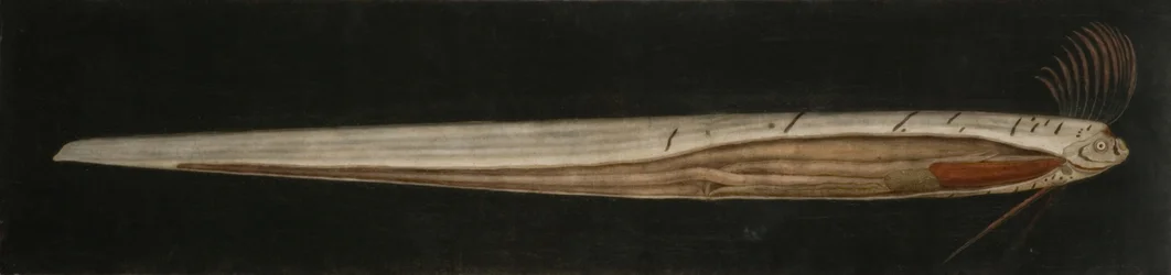 Anatomie interne du poisson ruban, Cullercoats