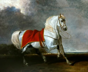 Cheval gris sellé effrayé par une tempête, appelé 