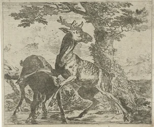 Cerfs effrayés (Verschillende dieren)