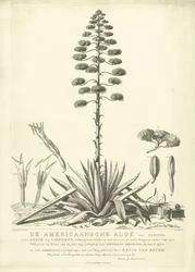 Aloès américain en fleur, 1757