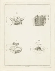 Coupes de plantes