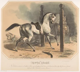 Cheval arabe de Godert van der Capellen