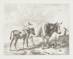 Vache et veau dans un pré