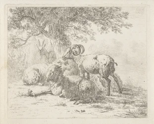 Moutons et un bouc