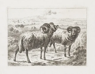 Deux béliers
