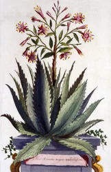 Aloe Serrata major umbellifera, de 