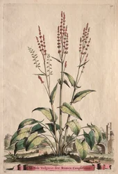 Phytographia Curiosa : Acetosa Vulgaris sive Rumex Canpferinus