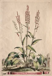 Phytographia Curiosa: Acetosa Vulgaris sive Rumex Canpferinus