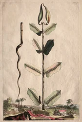 Phytographia Curiosa : Apocynum Virginianum