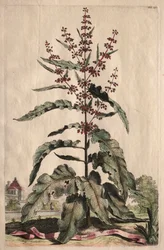 Phytographia Curiosa : Lapathum Longifolium Crispum