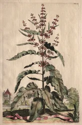 Phytographia Curiosa : Lapathum Longifolium Crispum