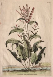 Phytographia Curiosa : Lapathum Sativum Antiquorum