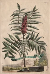 Phytographia Curiosa : Arbre de Sumach