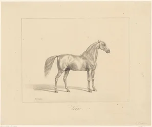 Étalon arabe