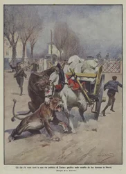 Ce qui a été vu récemment dans une rue publique de Turin, un mulet pacifique attaqué par deux lionnes en liberté