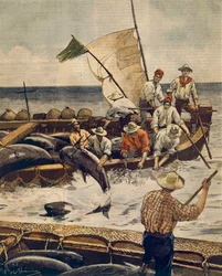 Pêche extraordinaire de thon rouge à l