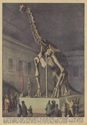 Le squelette du plus grand animal terrestre jamais existé, le brachiosaure