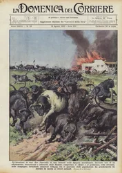 Une invasion de taureaux
