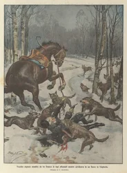 Vieil homme attaqué par une meute de loups affamés en Hongrie