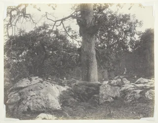 Forêt et rochers, Fontainebleau