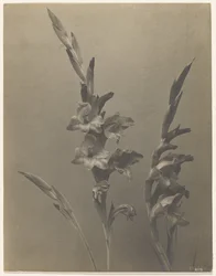 [Glaïeul]