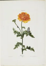 Papauer I. 106. Morphée, de Hortus Nitidissimis, 1773