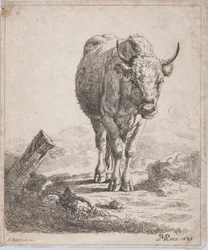 Une vache, vue de face, 1805