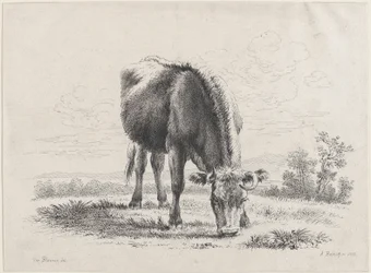 Vache broutant