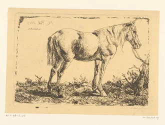 Cheval attaché à un arbre
