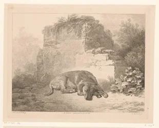 Chien endormi devant un mur (série Dieren naar schilderijen van Hollandse meesters, Différens animaux gravés d