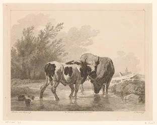 Deux vaches dans un ruisseau