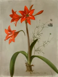 Amaryllis et Gilia