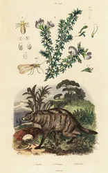 Protèle, pois d