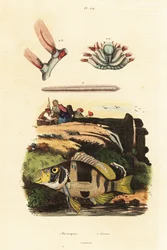 Hamlet barré et souris de mer