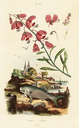 Bois de lait du Cap et poisson-paradis