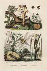 Chasseur, libellule et lichens.,1834-1839 (gravure)