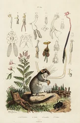 Loir, copépodes et coléoptère (1834-1839) (gravure)