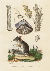 Musaraigne éléphant, palourde et coraux, 1834-1839