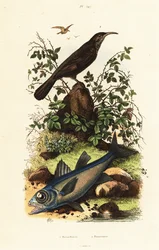 Pomatorhin à calotte grise et poisson-cardinal noir