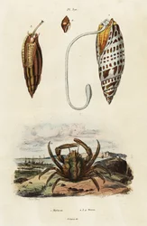 Coquilles mitre et crabe vert accrocheur (1834-1839) (gravure)